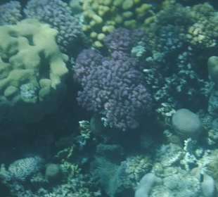 Das ist ein Bild vom Hausriff. Wunderschön und intakt!