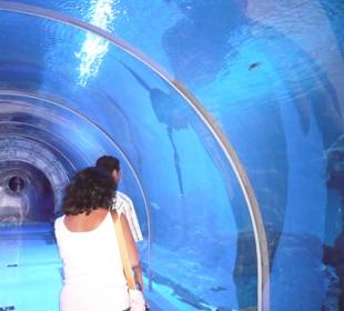 Glastunnel Fische von unten sehen