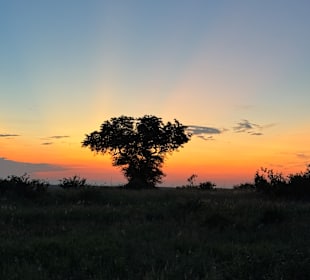 Safari Tour Timbavati