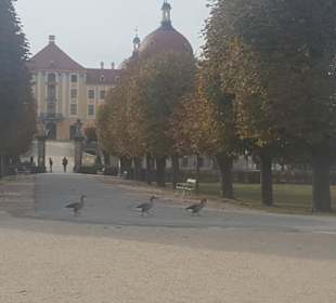 Ansicht Schloss Moritzburg vom Park