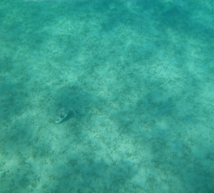 Kugelfisch am Hausriff