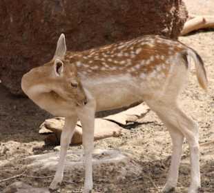 Rehe
