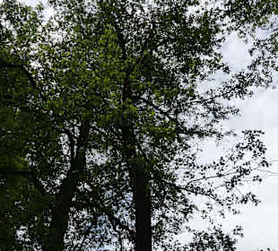 Schwarzerle
