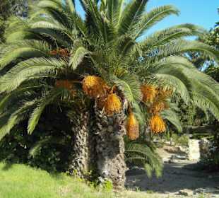 Dattelpalmen 