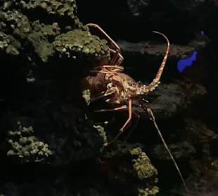 Der wird nicht gegessen