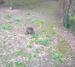 Südamerika Bereich - Zebramanguste