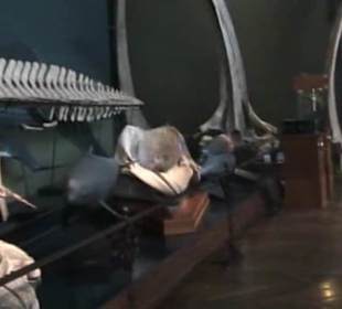 Naturhistorisches Museum