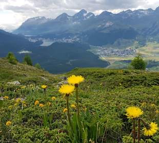 Pontresina - Panoramaweg