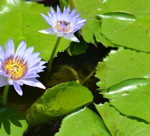Wat Phra Keo und Königspalast / Grand Palace
