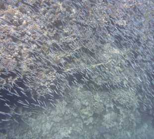 Ein großer  Fischschwarm 