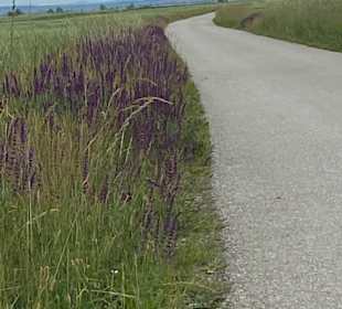 Wandern Mörbisch am See