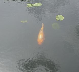 Koi Karpfen 