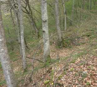 Burgfelsenpfad