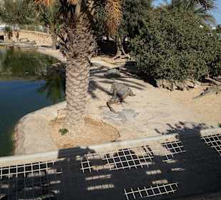 Djerba Explore Parc  Krokodilfarm