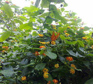 Schmetterlingshaus Insel Mainau