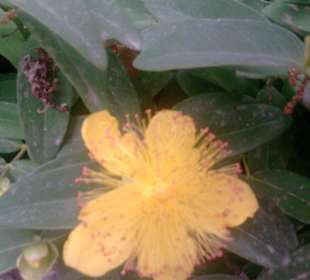 Blume vor dem Rosengarten