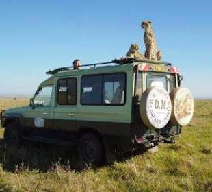 Landcruiser D.M.Tours