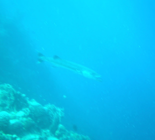 Barakuda am Hausriff