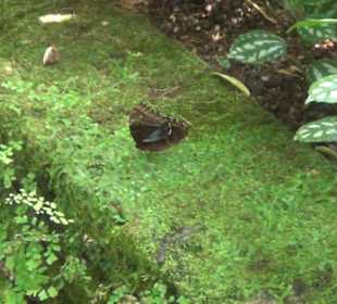 Botanischer Garten