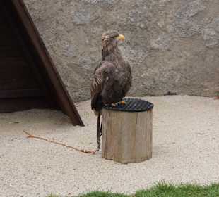 Greifvogel-Gehege