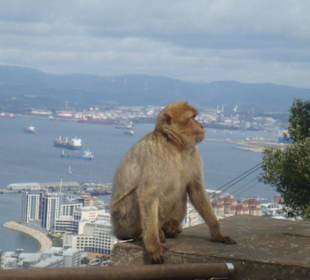 Affenfelsen in Gibraltar