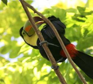 er hat den Überblick