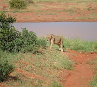 Löwen bei der Safari Tsavo East