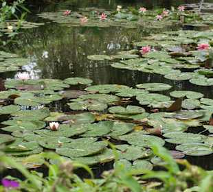 Ogrody Claude Moneta