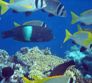 Fische wo man hinblickt