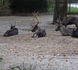 Tierpark