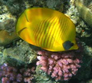 Farbenbracht unter Wasser