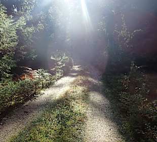 Naturpark Heidenreichsteiner Moor