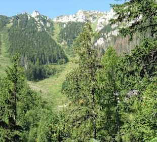 Plesnivec
