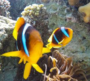 Neugierige Clownfische