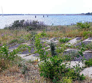 Apollo Tagestour zur Greifswalder Oie 