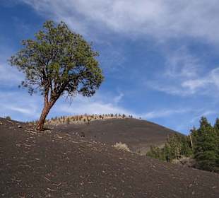 Der einsame Baum im Asche-Feld