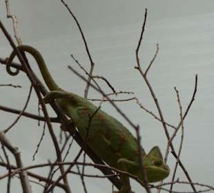 Terrarium - Chamäleons