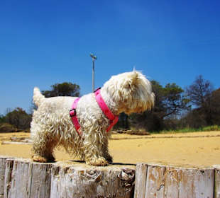 Auf den Wellenbrechern