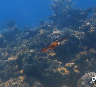 Schnorcheln Makadi Bay