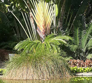 Botanischer Garten Puerto de la Cruz