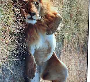 Masai Mara Holger & Mone