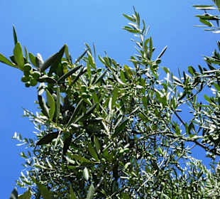 Impressionen aus dem Parco degli Olivi