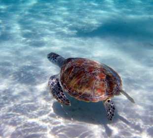 Schnorcheln Hausriff Gorgonia Beach