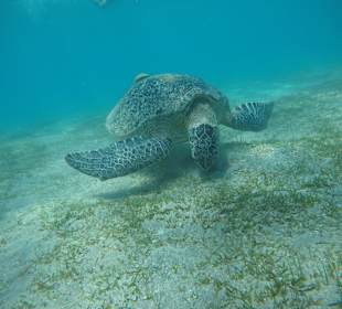 Egypt Explorer Diving Center Marsa Alam