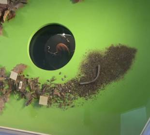 Museum Natur und Mensch