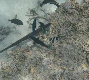 Veranda Palmar Schnorcheln