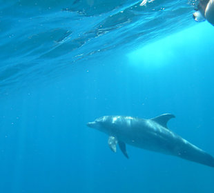 Hausriff Delfin