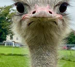 Straußenhof Roßmeier