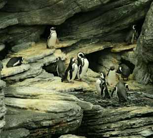 Pinguine im Ozeanarium
