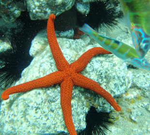 Seestern vor Tarajalejo mit Watersports Fuertevent